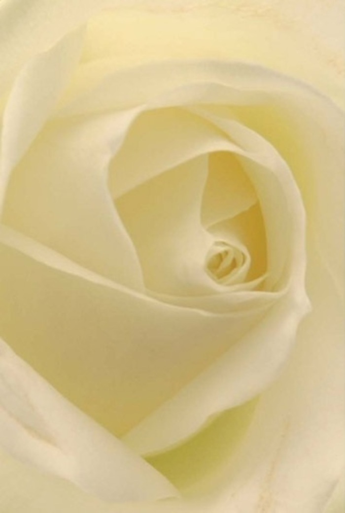 Drawn in close, you witness the pure tranquility at the center of a classic white rose-its petals unfolding in creamy, luxurious coils. The scene is bathed in ambient light reminiscent of a peaceful Harmondsworth morning, with each layer of petal mingling soft shades of ivory and cream, their matte texture conjuring the feel of fresh silk. Delicate shadows trace the gentle ridges and valleys, mirroring the quiet sophistication found in Harmondsworth's historic streets and tranquil village green. The rose's heart spirals with near-geometric perfection, hinting at purity and the quiet resilience that small communities so often cherish. Surrounding petals, nearly translucent along the outermost edge, reflect both nature's delicate touch and the thoughtful artistry of a local florist with deep roots in Harmondsworth. The bouquet communicates a sense of timelessness, appropriate for a romantic gesture, a sincere apology, or as a dignified centrepiece in a gathering by the Longford River. Its visual fragrance is clean and understated, yet undeniably present, enveloping the senses in serenity and hinting at the care behind every floral arrangement shared throughout Harmondsworth.